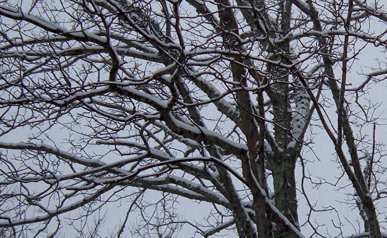 [Snowy+Branches.jpg]
