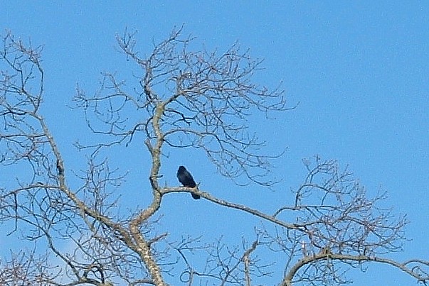 [Crow+Tree.JPG]