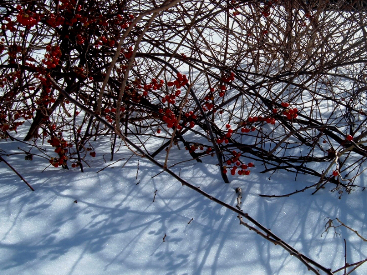 [Red+Berries+White+Snow.jpg]