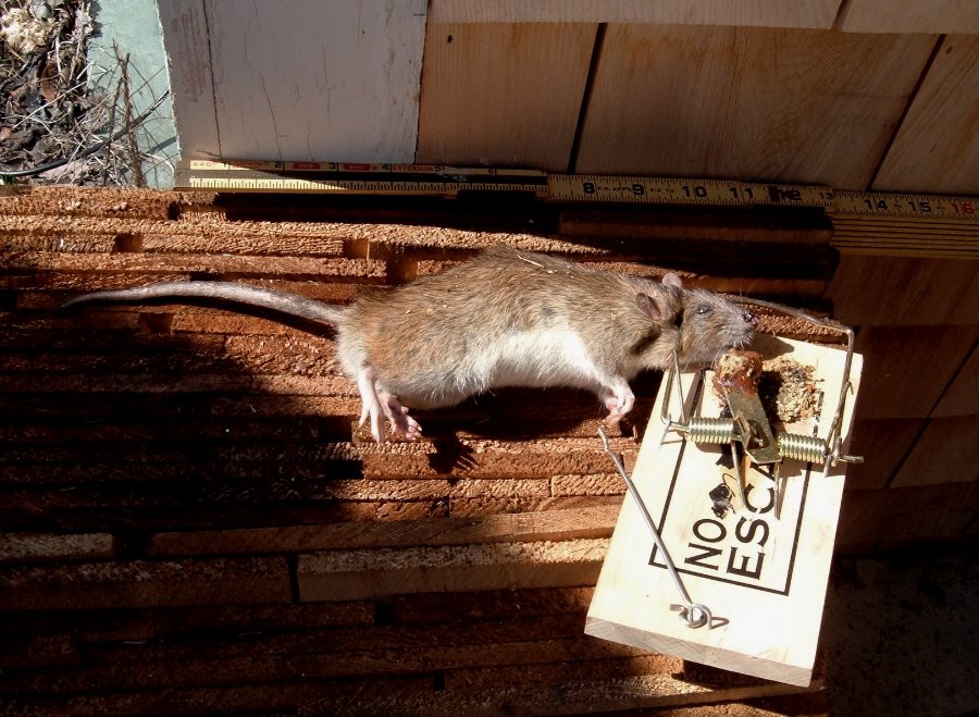 [One+Dead+Rat.jpg]