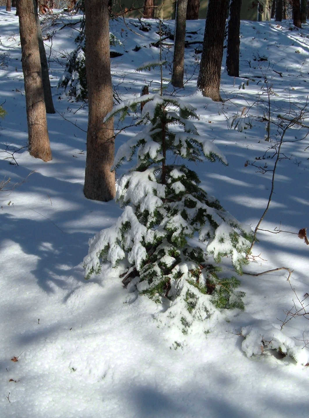 [Little+Tree+in+the+Snowy+Woods.jpg]
