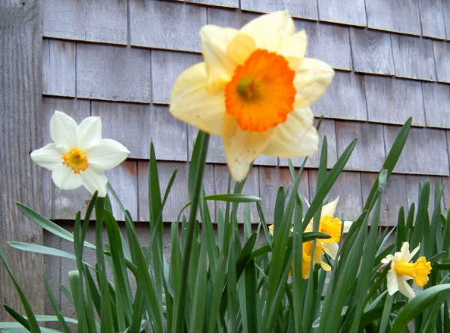 [Daffodils+home.jpg]