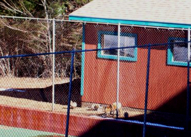[fox+family+outside+shed.jpg]