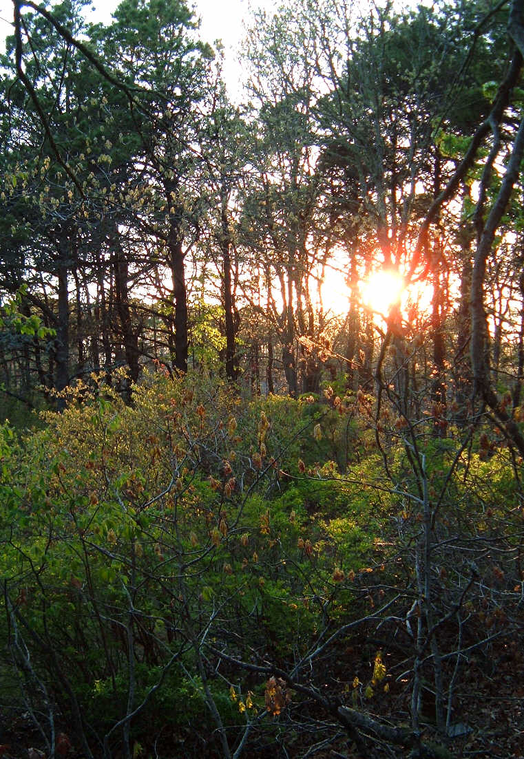 [Sunset+in+the+Woods.jpg]