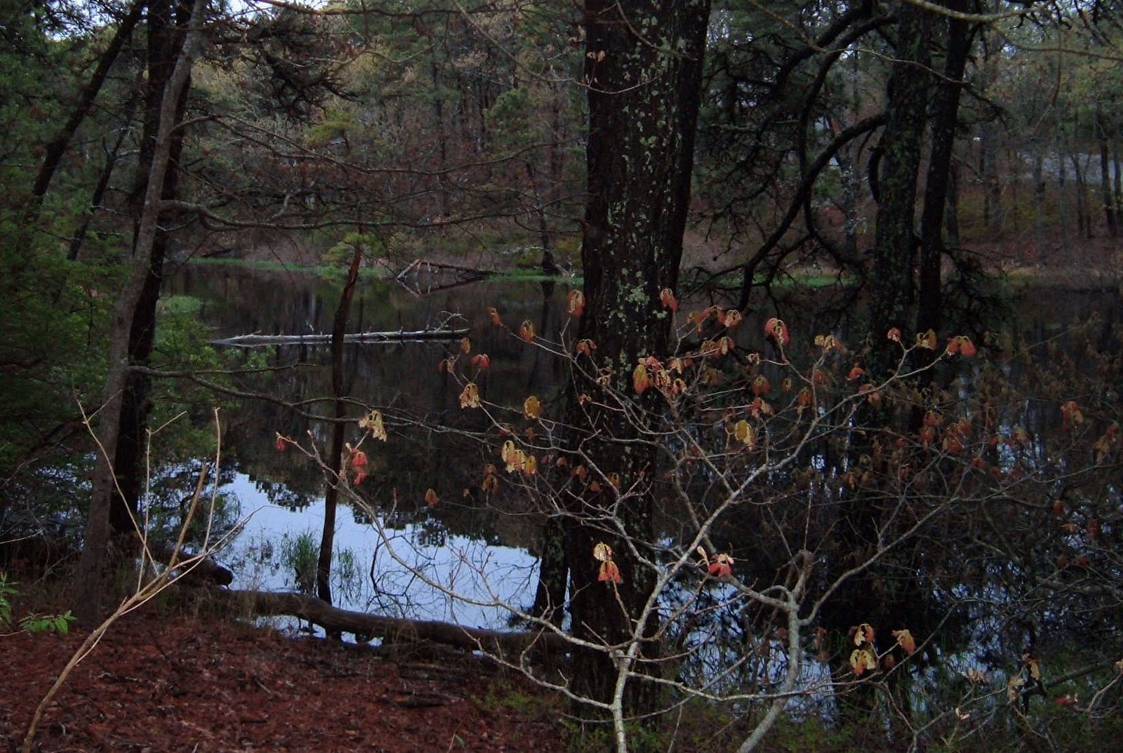 [Pond+Through+Oaks.jpg]