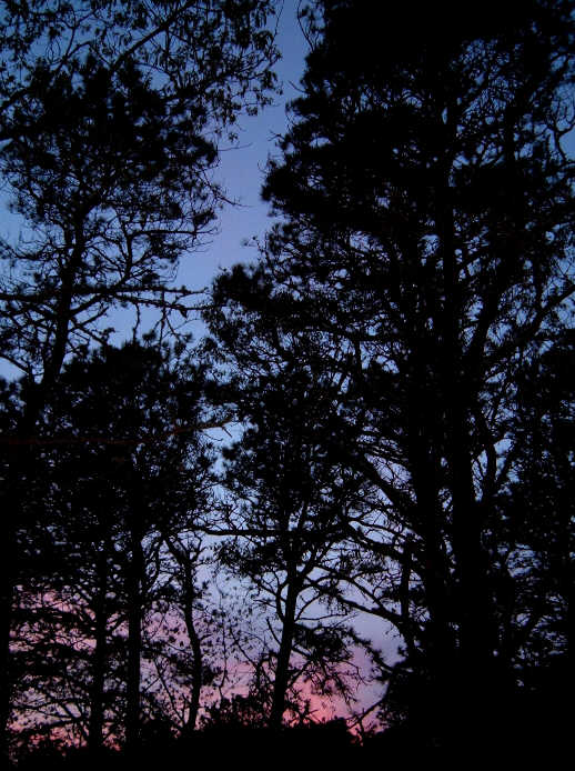 [Sunset+in+the+Pines.jpg]