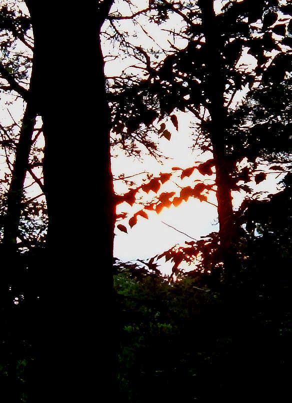 [Tree+Sunset.jpg]