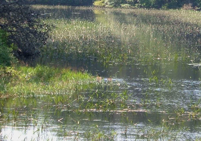 [Baby+Ducks+on+the+Pond.jpg]