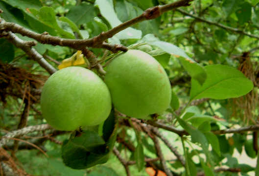 [Green+Apples+of+Moderate+Size.jpg]