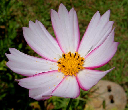 [White+and+Pink+Cosmos.jpg]