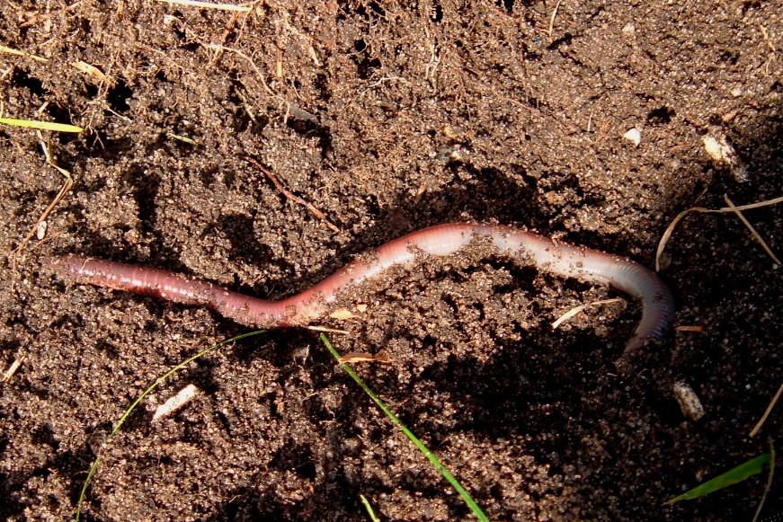 [Big+Earthworm.jpg]