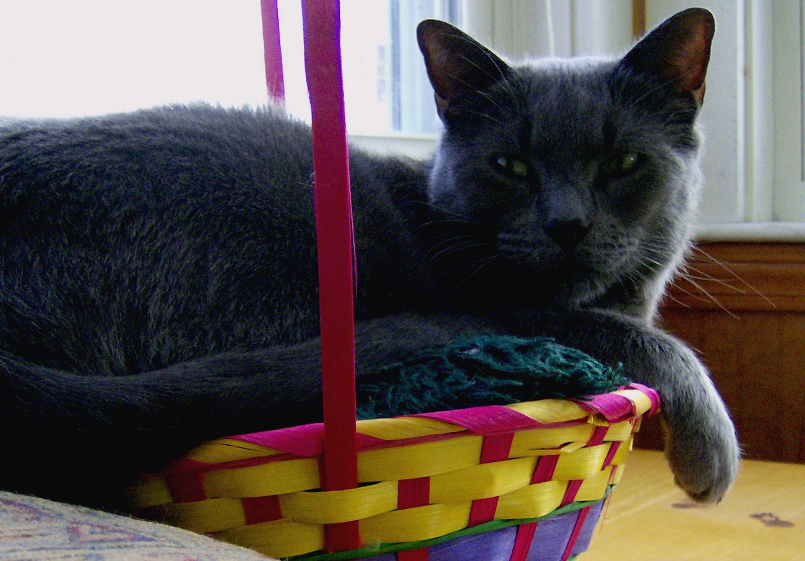 [Easter+Cat+Lounges.jpg]