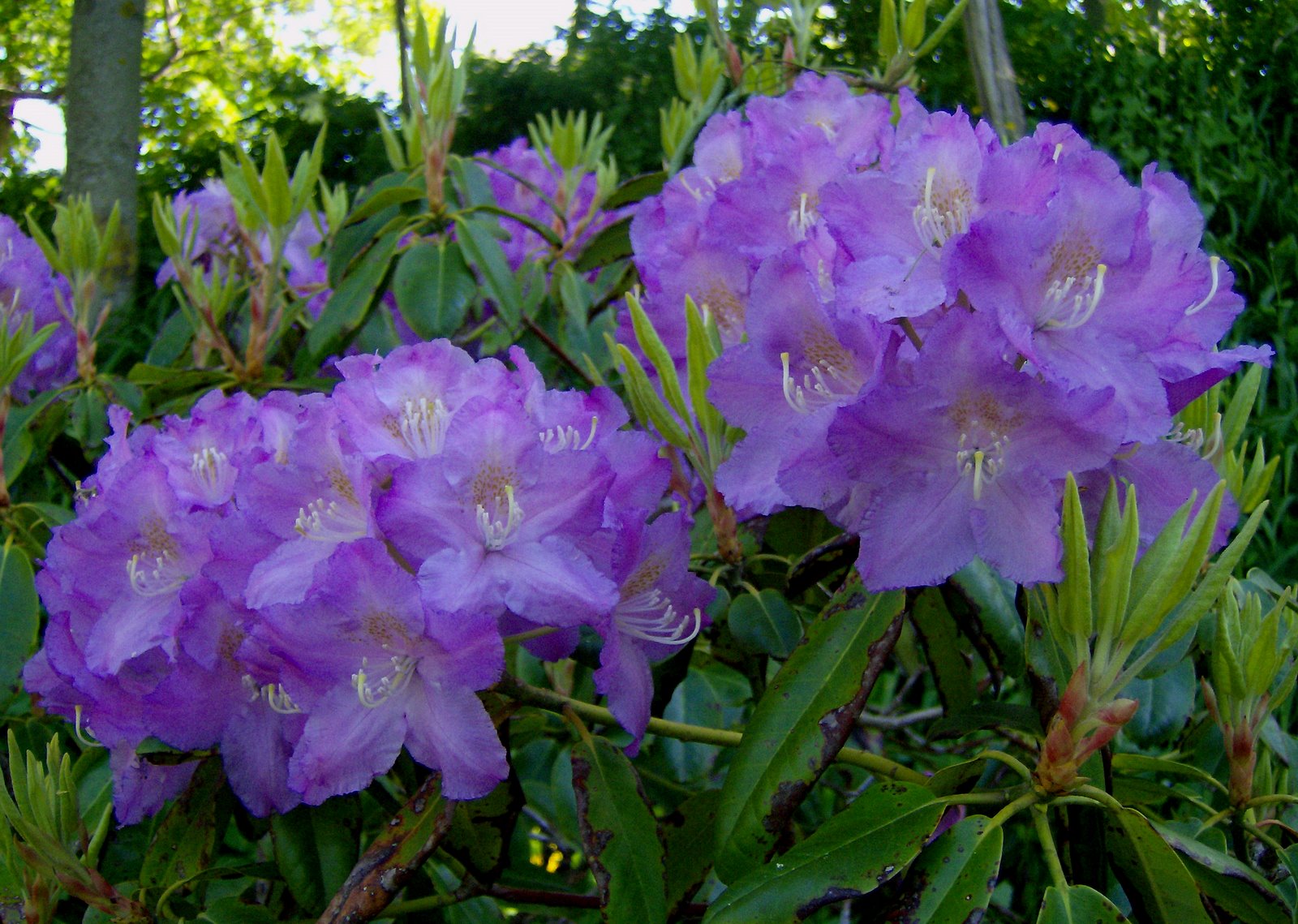 [Pale+Purple+Rhododendron.jpg]