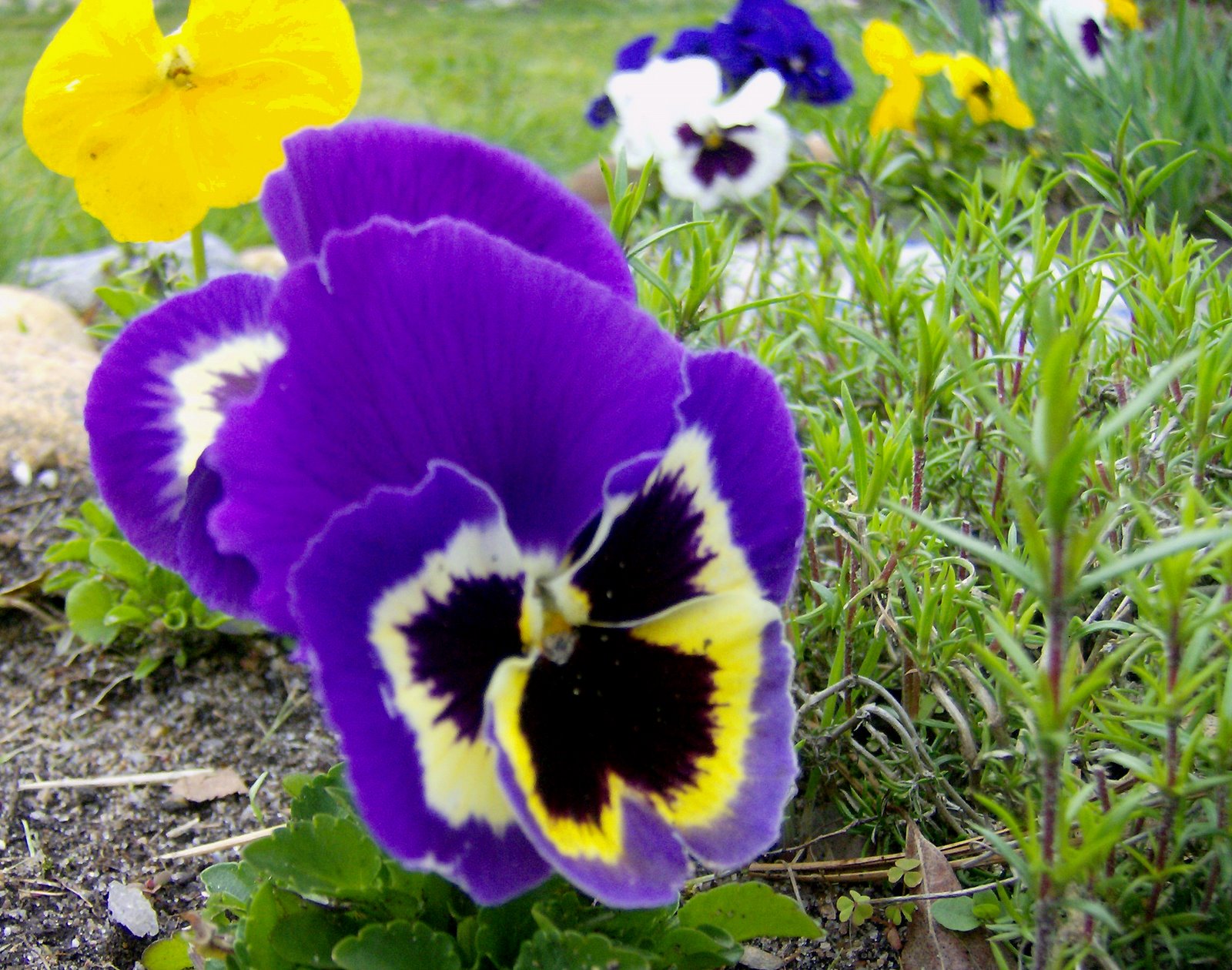 [Another+Purple+Pansy.jpg]