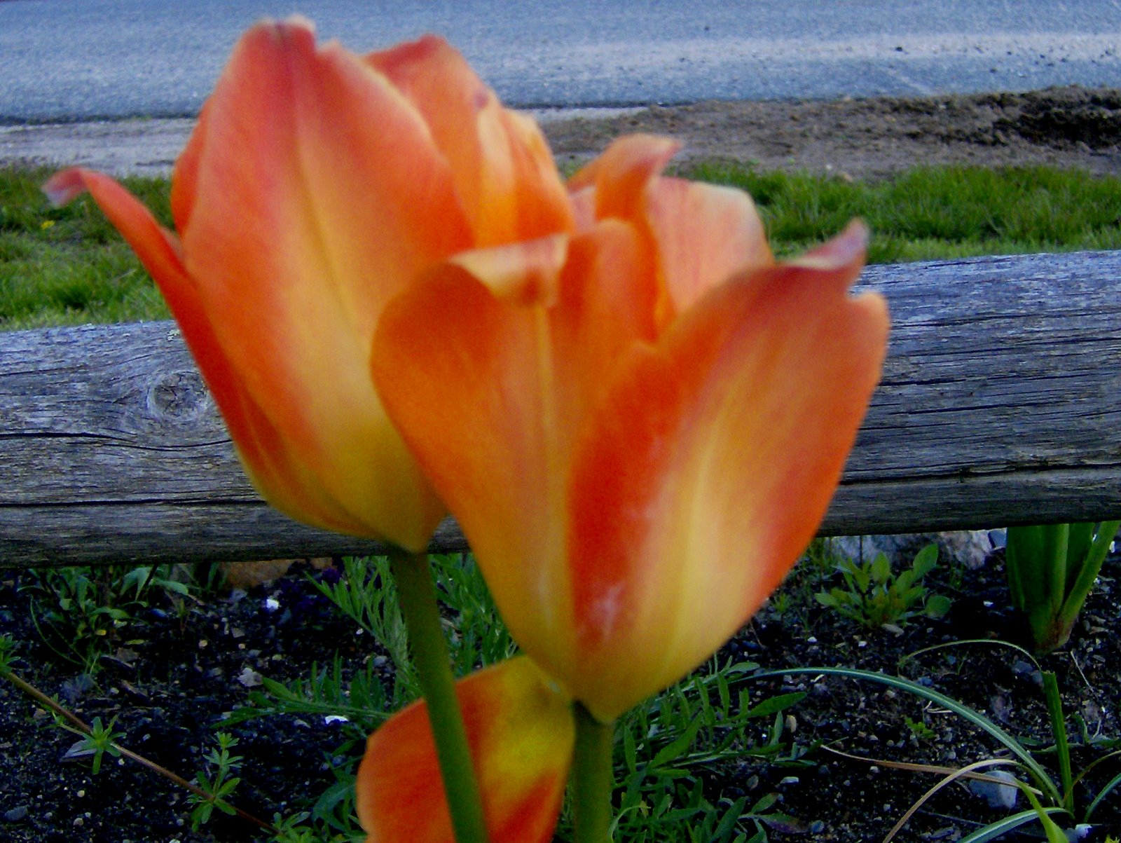 [Orange+Tulips+fading.jpg]