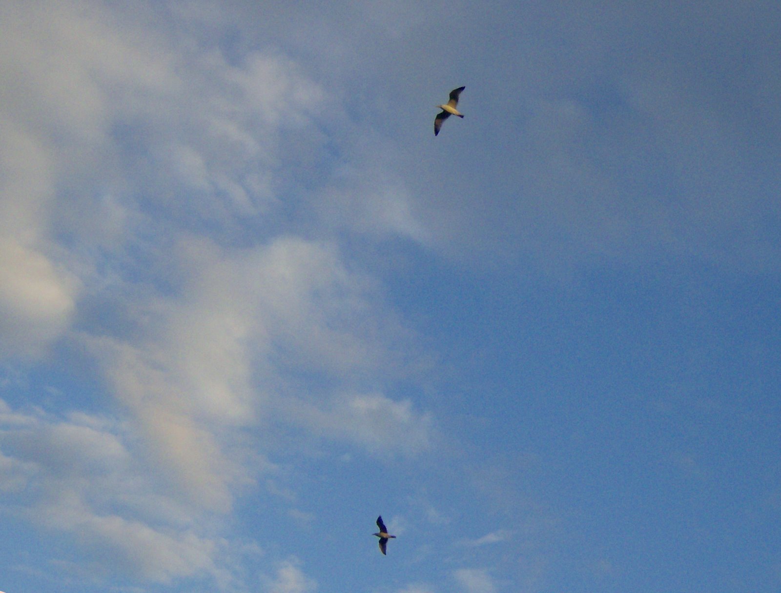 [Gulls+Overhead.jpg]