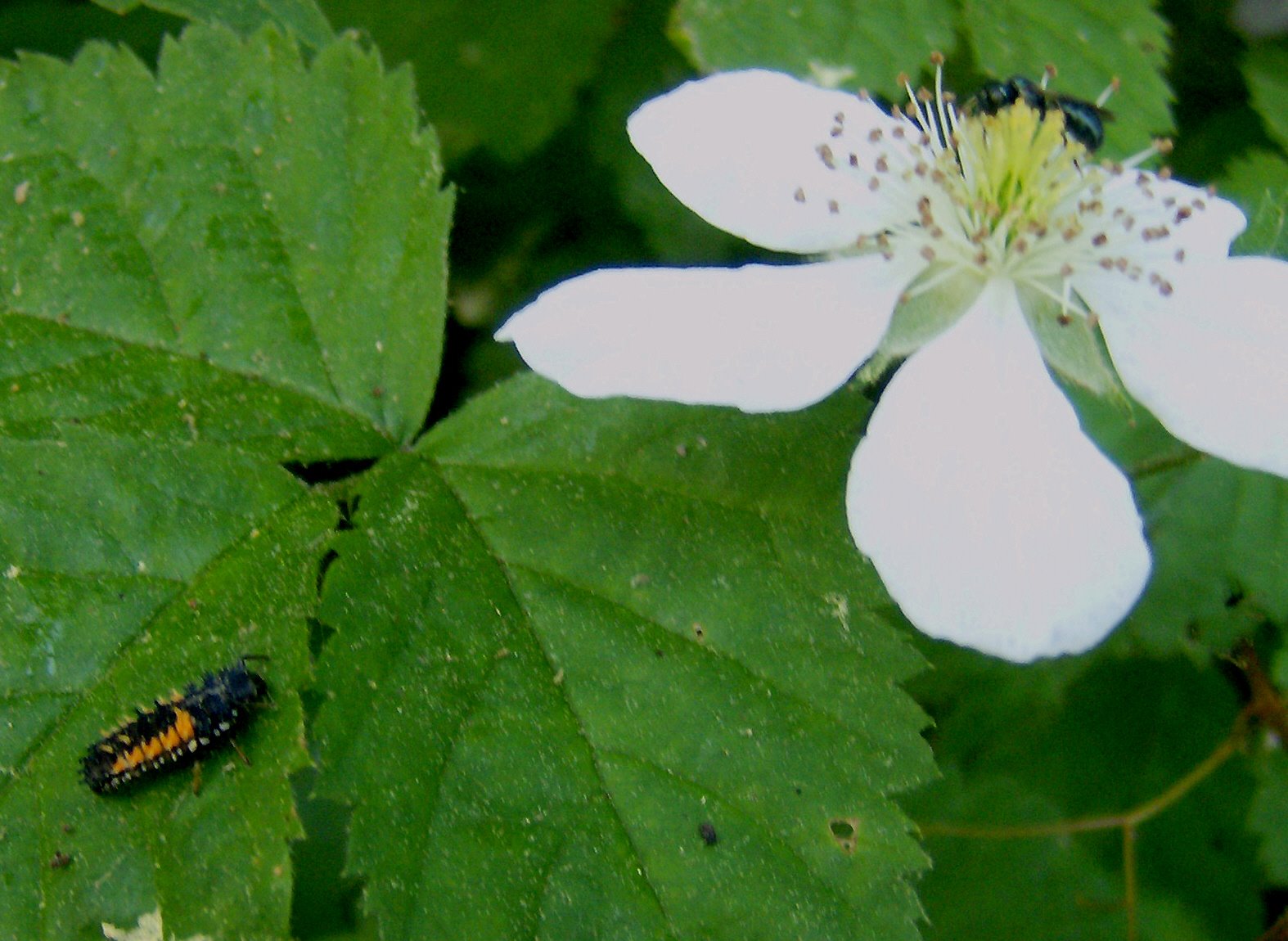 [Ladybug+Larvae.jpg]