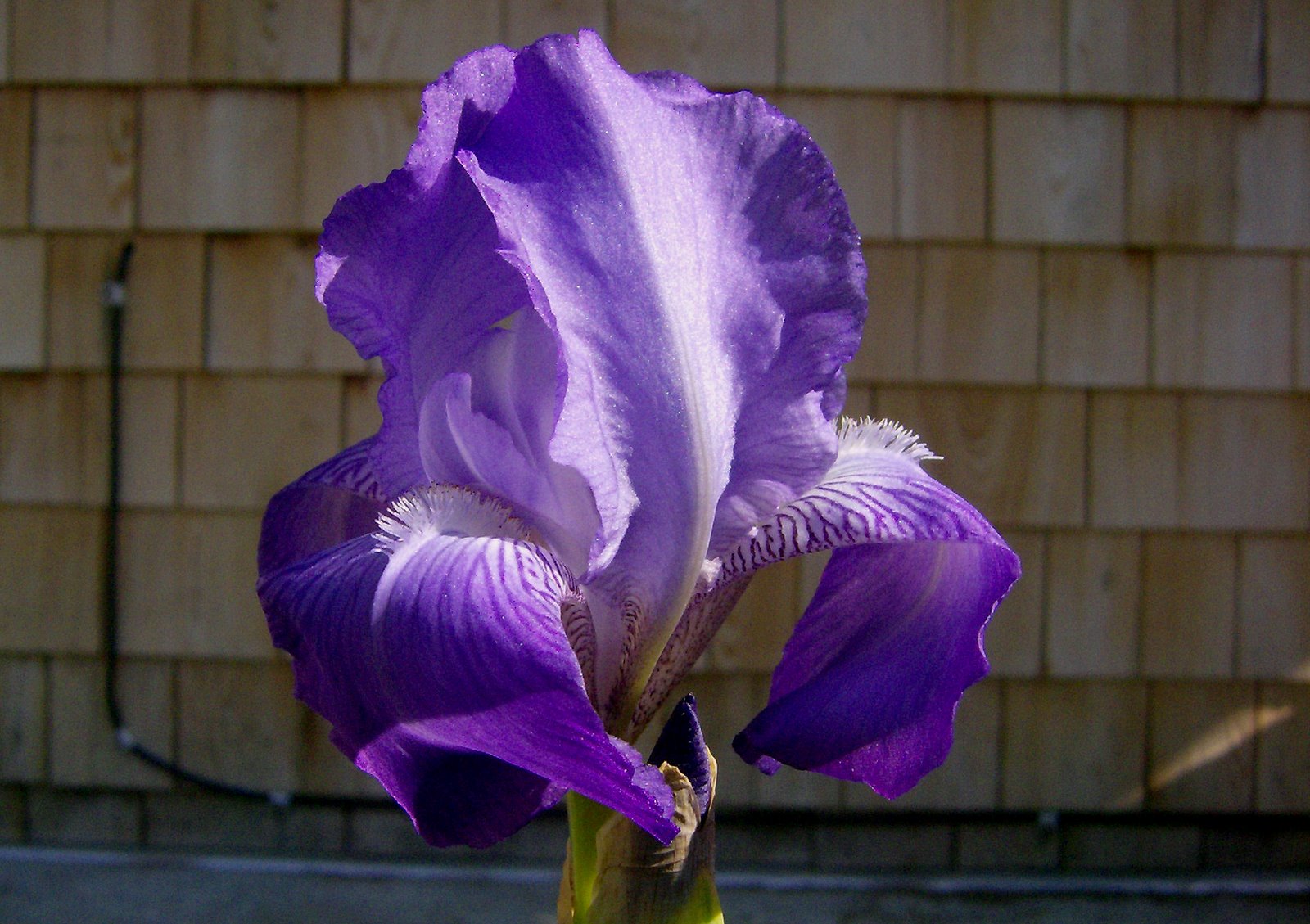 [Purple+Iris+1.jpg]