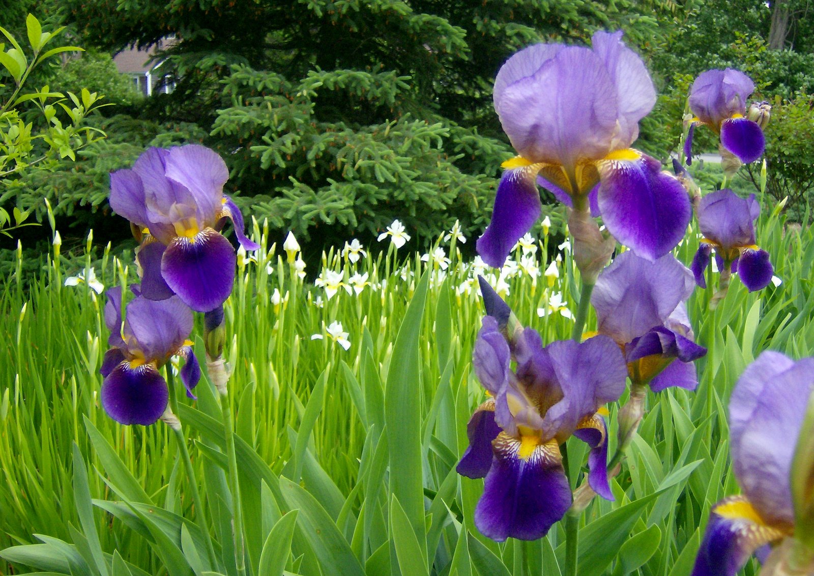 [Two+Kinds+of+Irises.jpg]