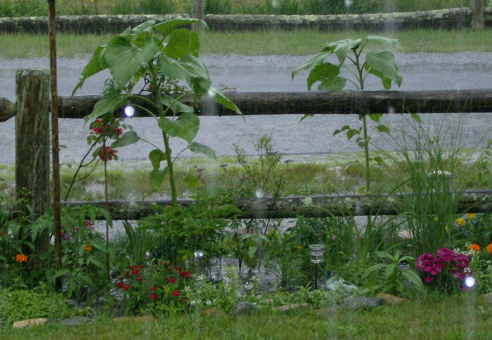 [Sunflowers+in+the+Rain.jpg]