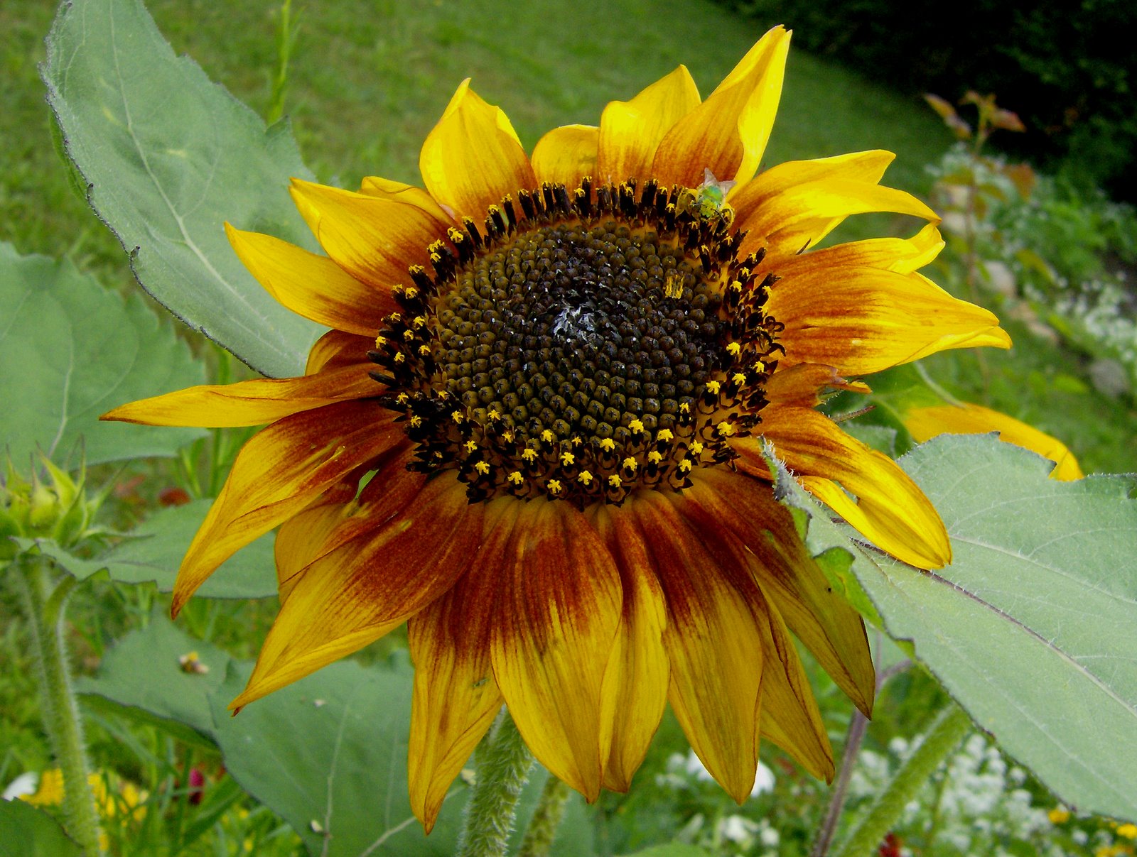 [Second+Sunflower+First+plant.jpg]