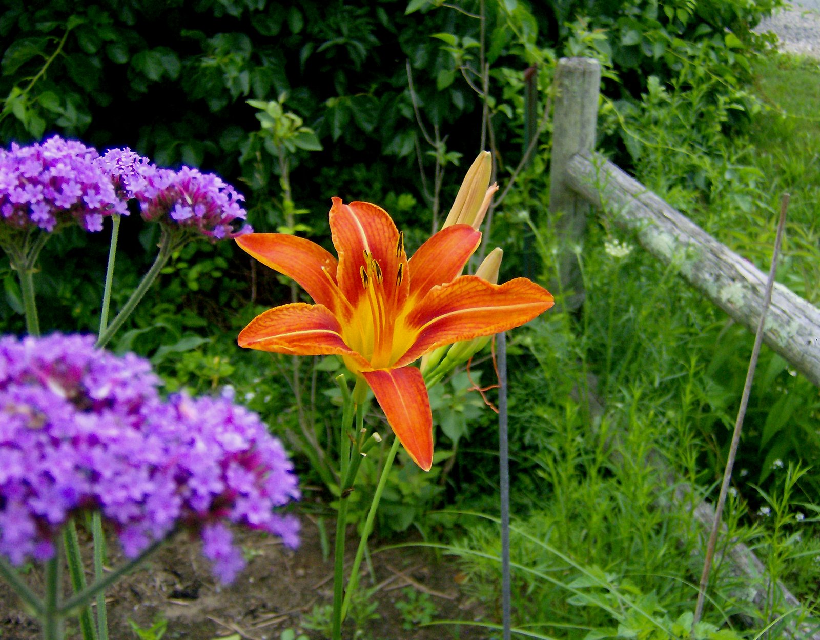 [Daylily+with+Verbena+Bee+and+Queen+Anne.jpg]