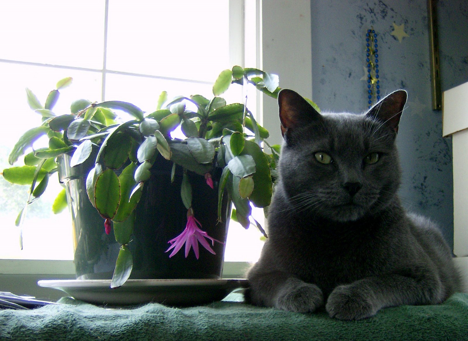 [The+Gardener's+Cat.jpg]