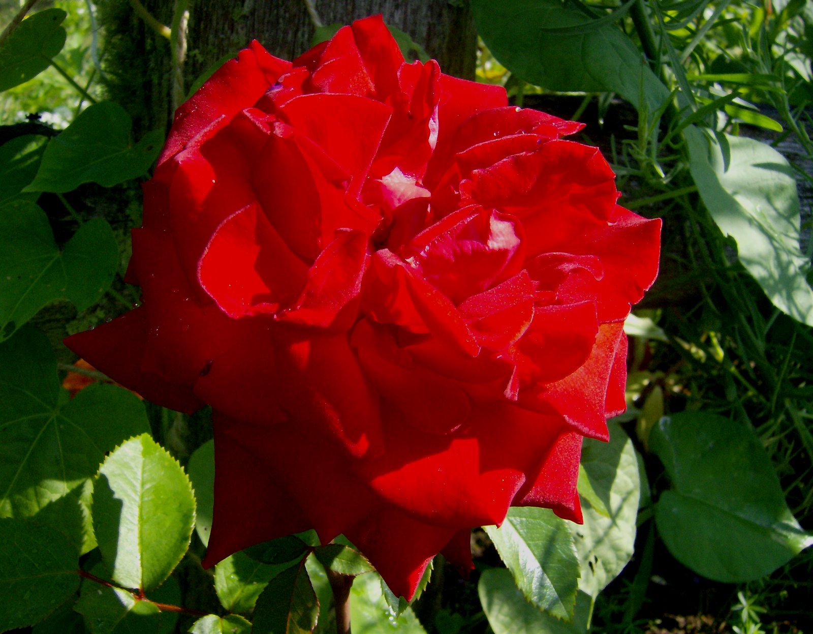 [Red+Rose.jpg]