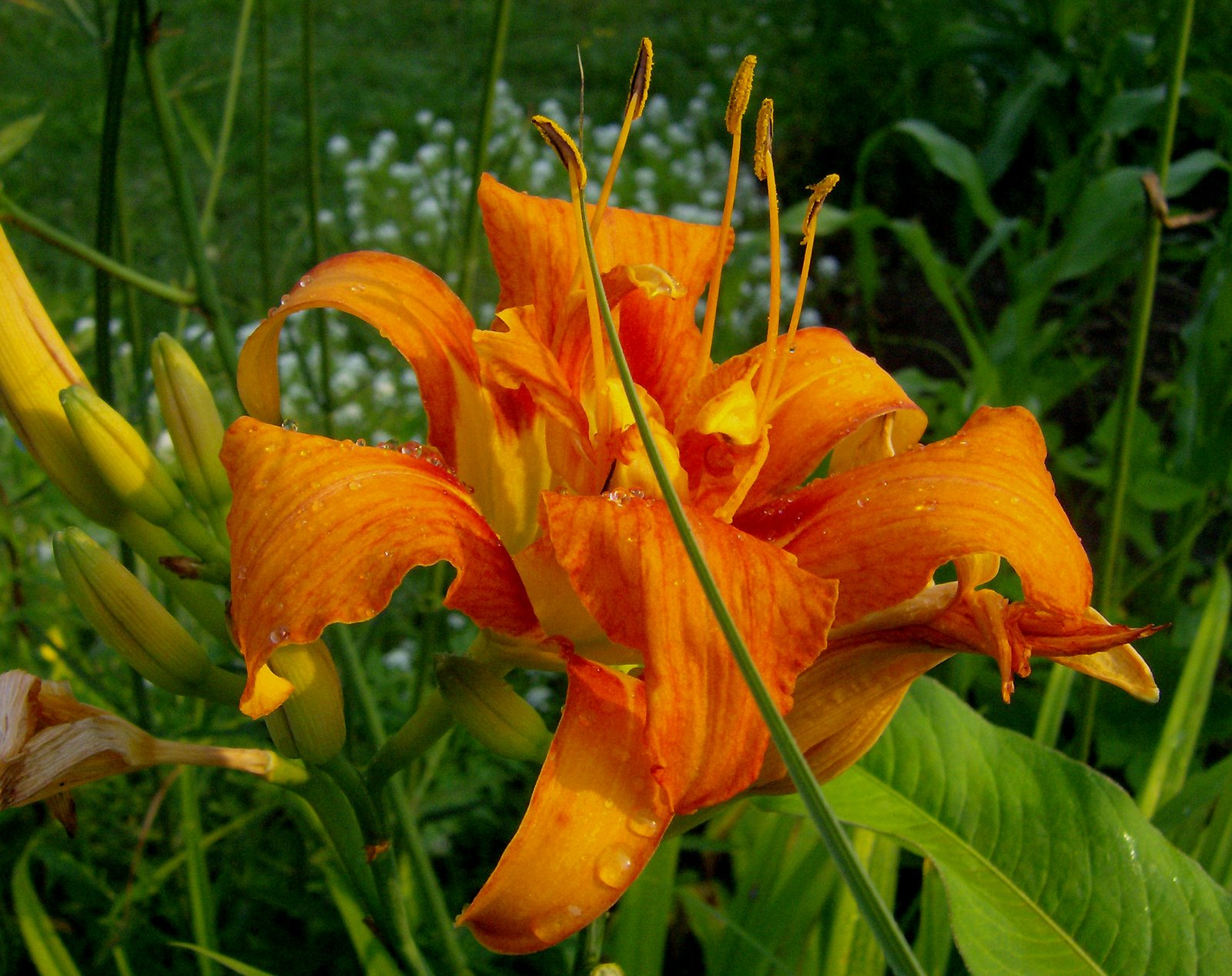 [Double+Daylily+with+grass.jpg]