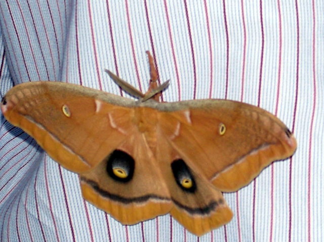 [giant+moth.jpg]