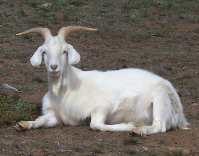 [Male_goat.jpg]