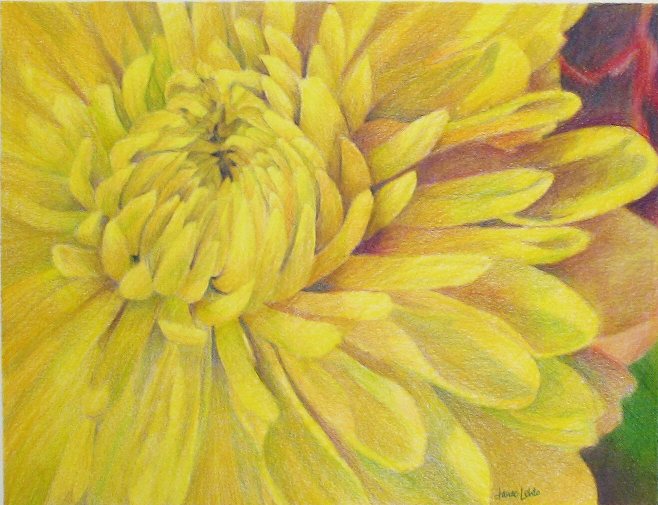 [Chrysanthemum_7165_small.jpg]