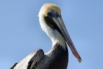 [pelican.jpg]