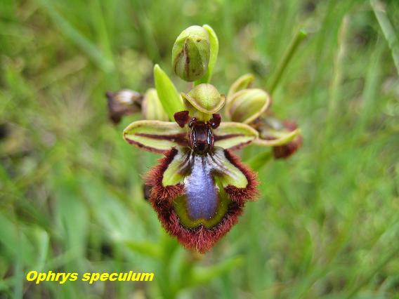 [01 Embid Ariza 116 Ophrys speculum.jpg]