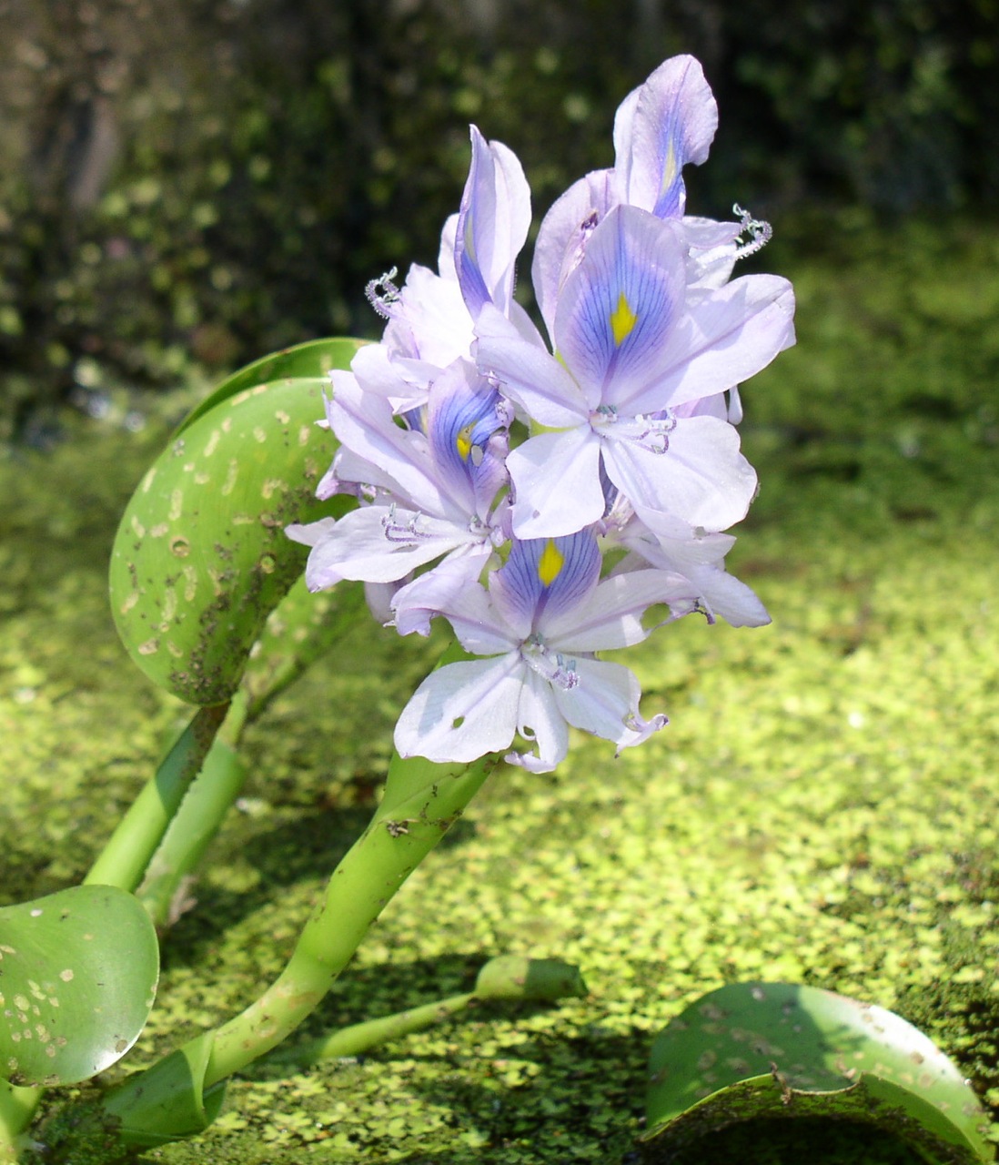 [Caddo+water+hyacinth+close.jpg]