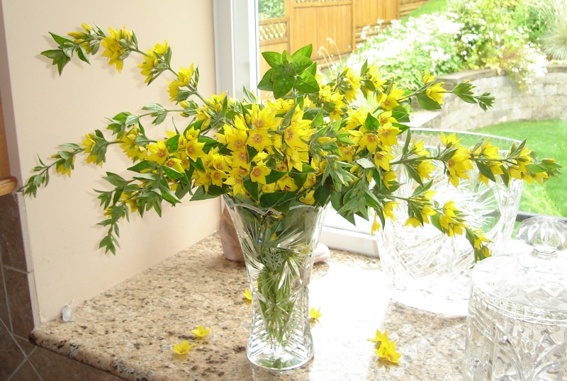 loosestrife bouquet