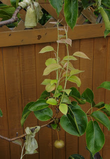 Espalier asian pear in need of a trim