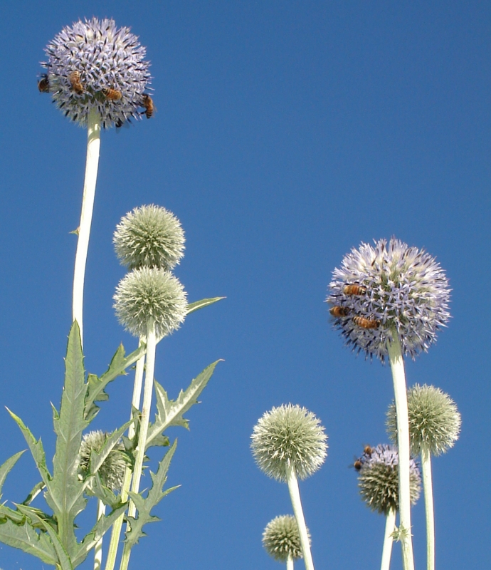 globe thistle with bees