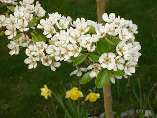 Closeup of bartlett pear blossoms