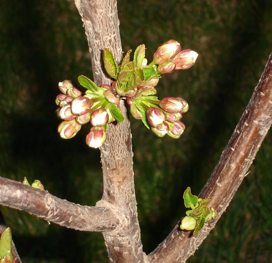 Morello cherry buds - soon to blossom