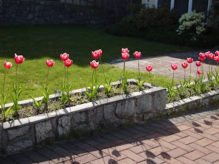 Beautiful tulip garden