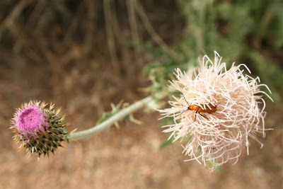Thistle with beetle