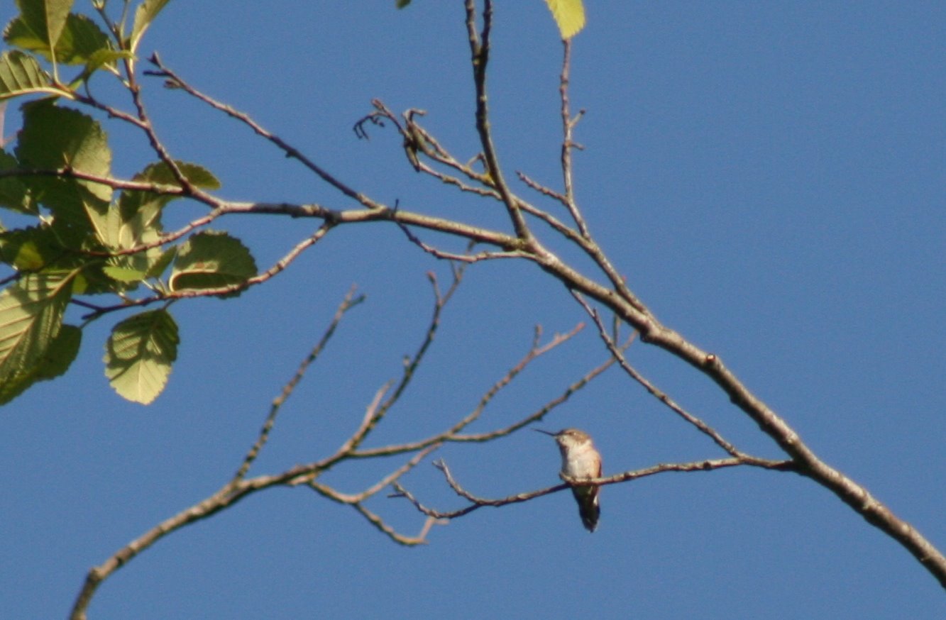 Hummingbird sitting high in tree