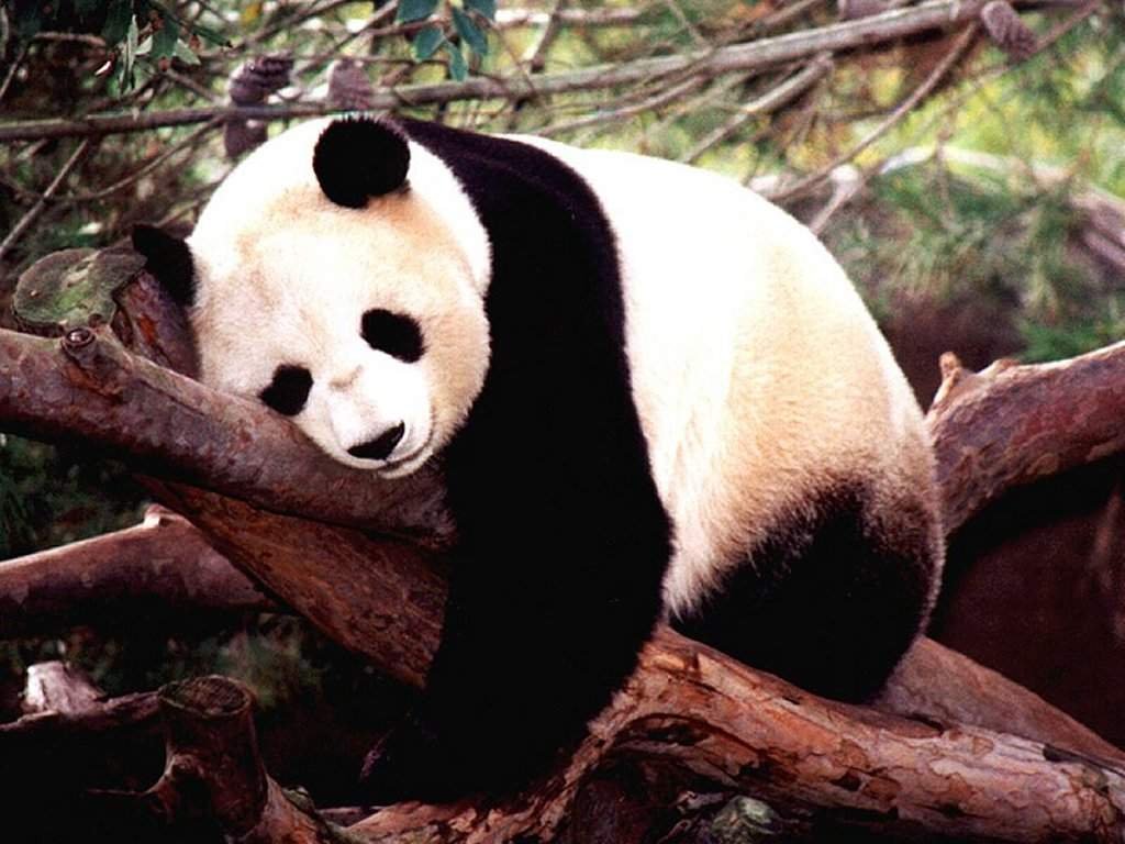 [panda-bear-wallpaper.jpg]