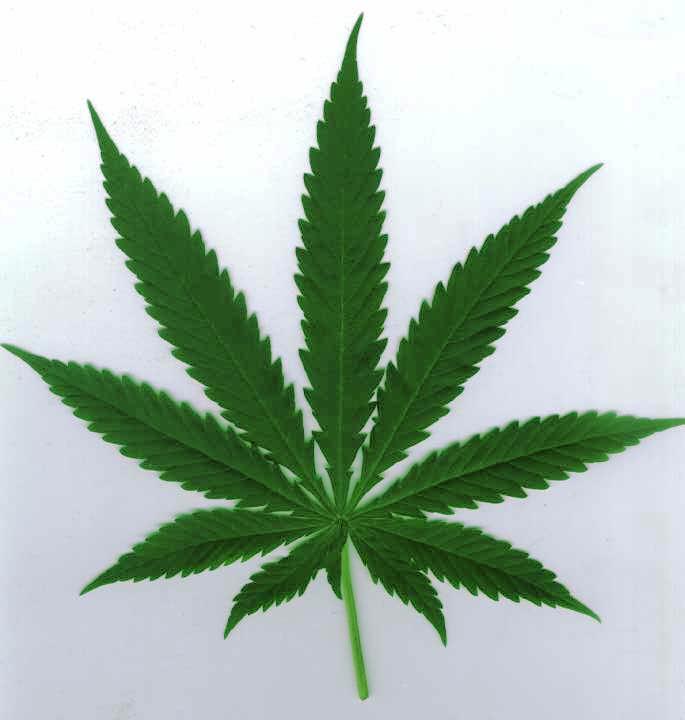 [cannabis.jpg]