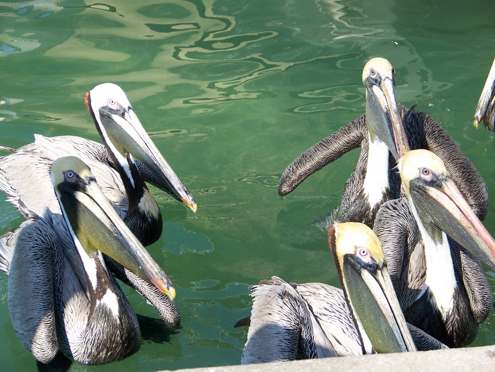 [Pelicans.jpg]