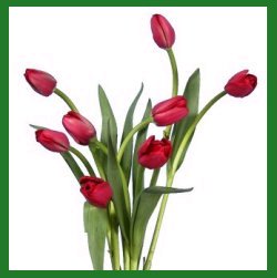 [tulip_02.jpg]