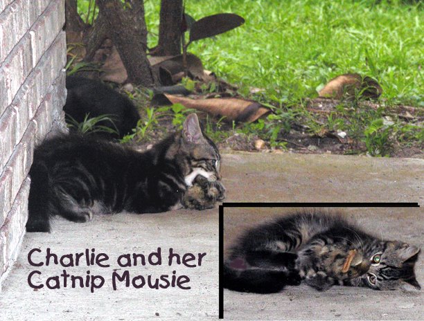 [Charlie+and+Her+CatNip+Mouse.jpg]