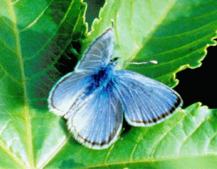 [Palos_Verdes_blue_butterfly.gif]