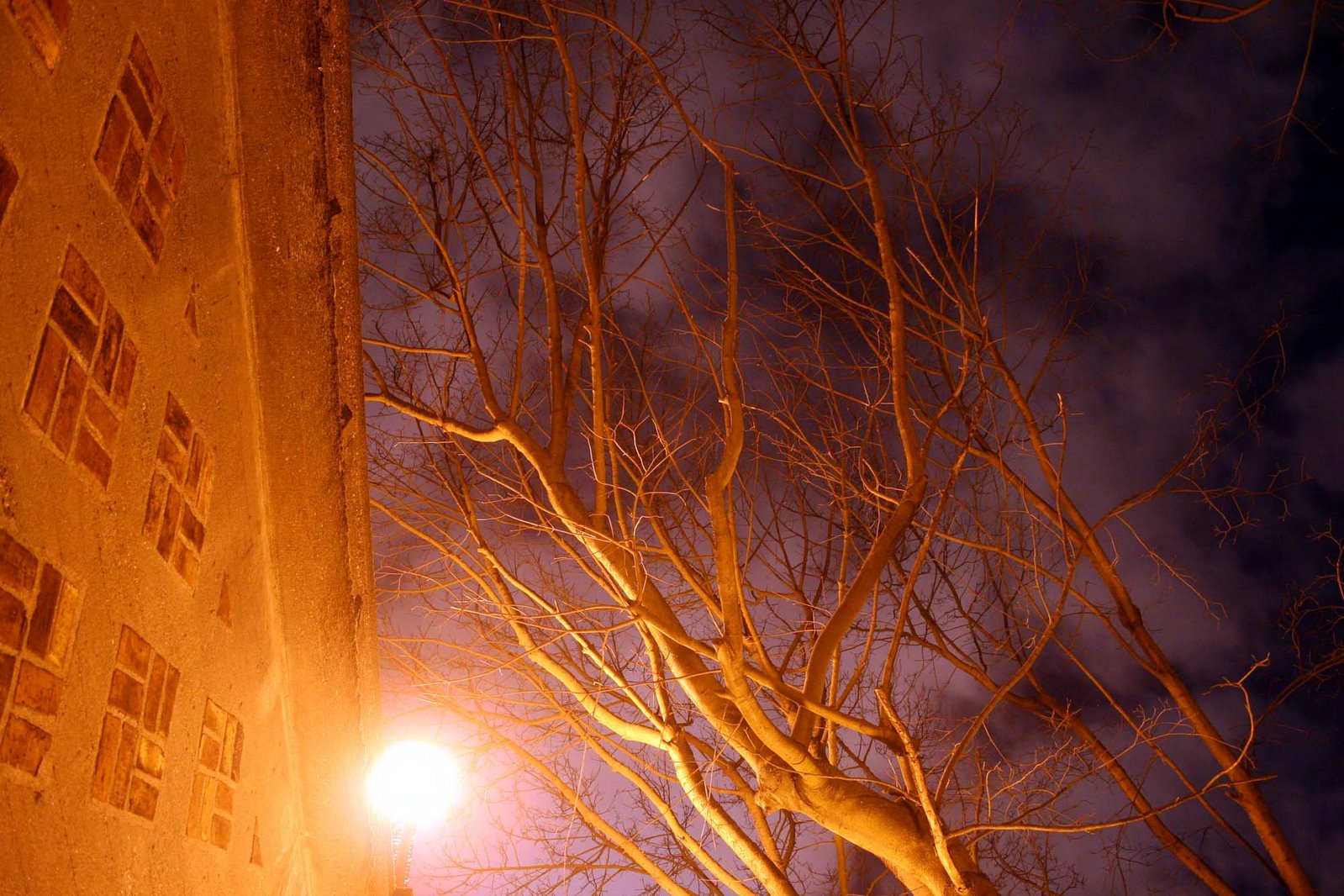 [tree+and+night+sky+2.jpg]